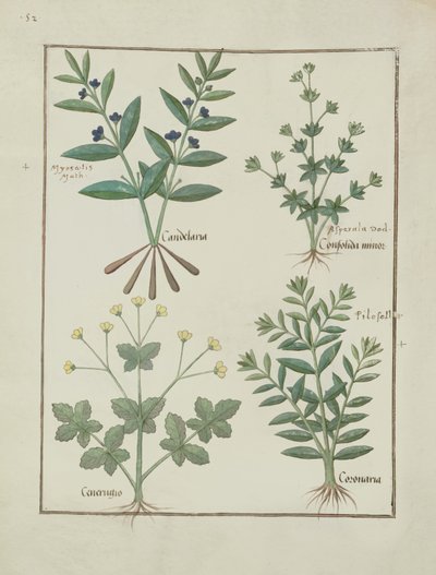 السيدة الاب. Fv VI  1 fol.137v رسم توضيحي من كتاب الأدوية البسيطة لماتياس بلاتيريوس (dc1161) c.1470 بواسطة Robinet Testard